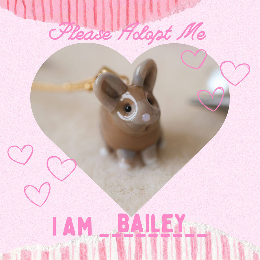 Adopt Bailey