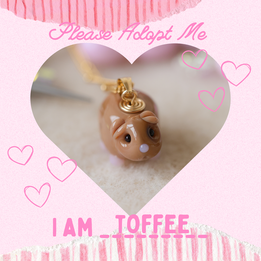 Adopt Toffee