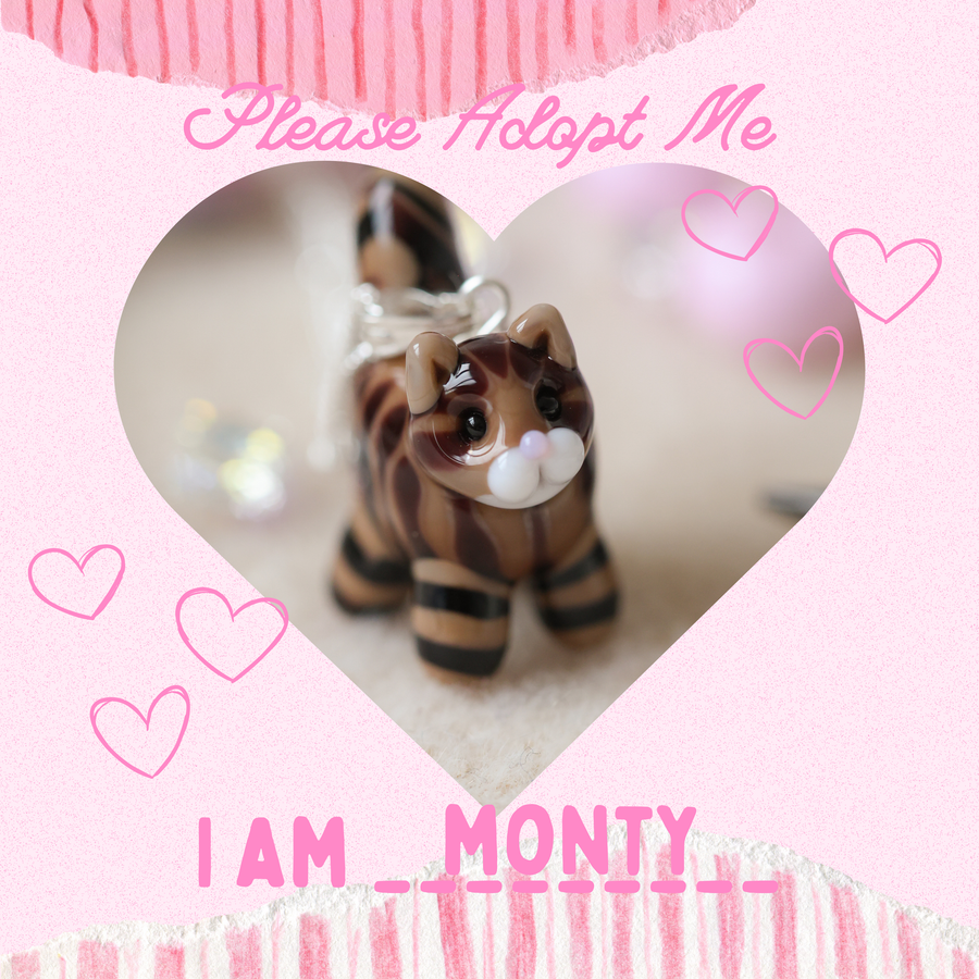Adopt Monty
