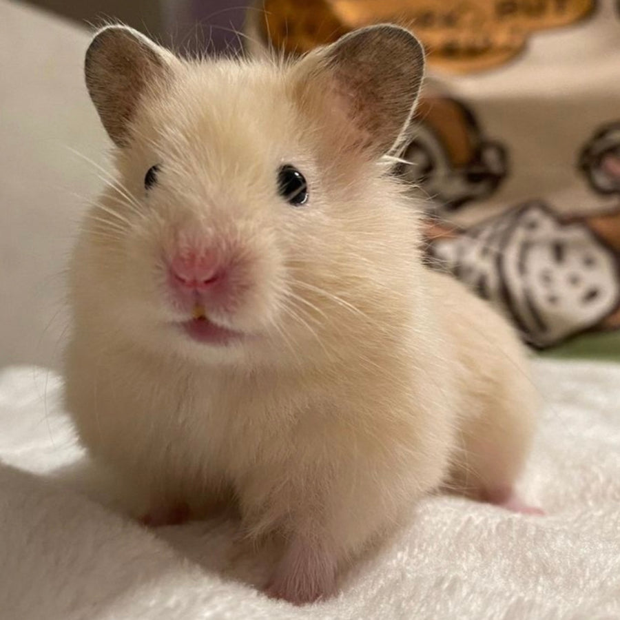 CUSTOM Hamster Earrings 20-26 Weeks *Pre Order - Limited Slots Available*
